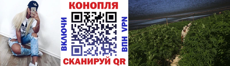 Бошки марихуана сатива  Минеральные Воды 